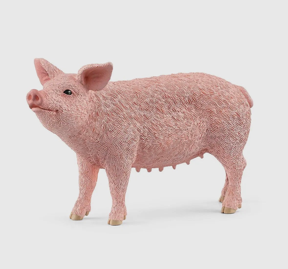 Pig