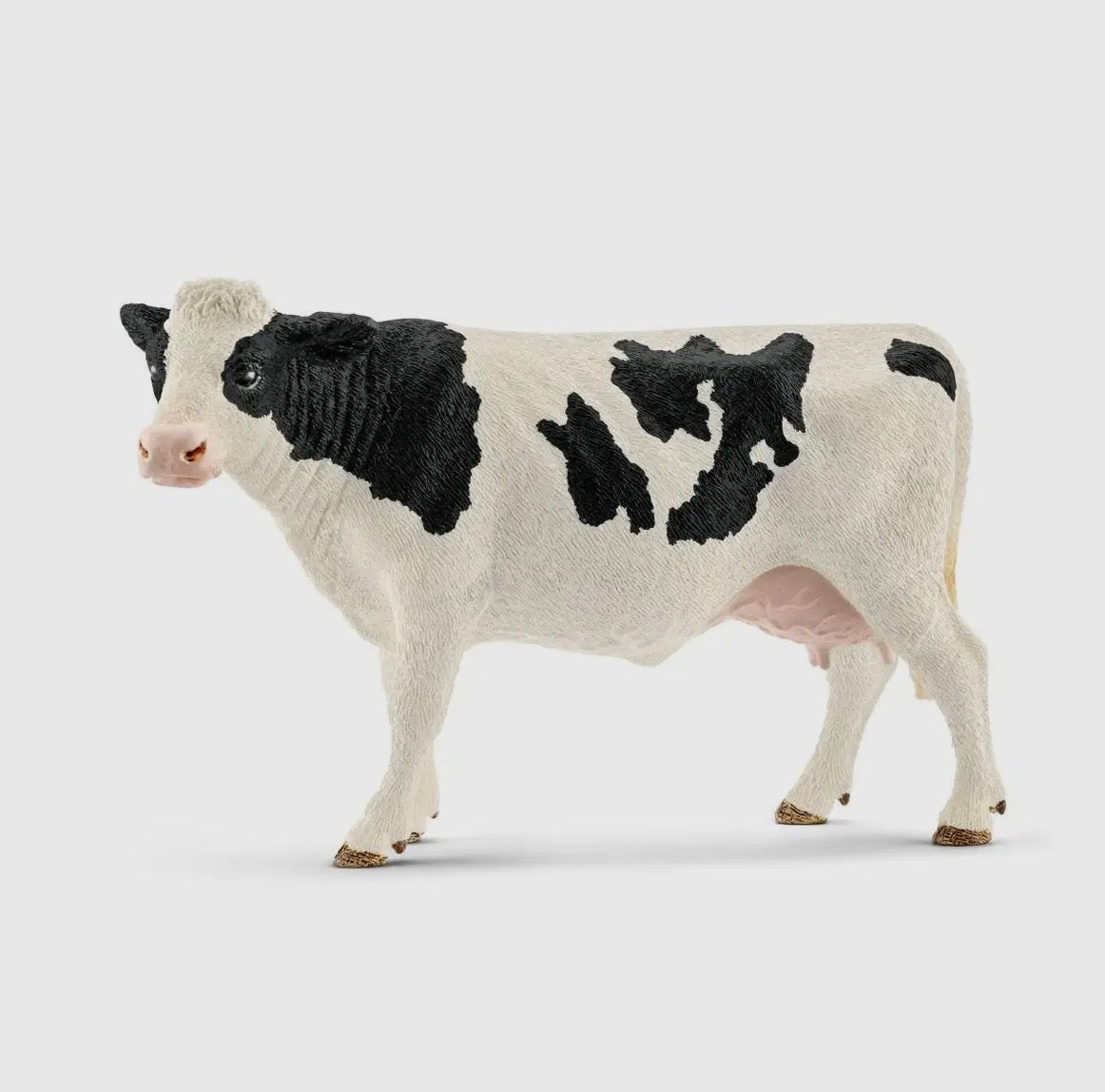 Holstein Cow