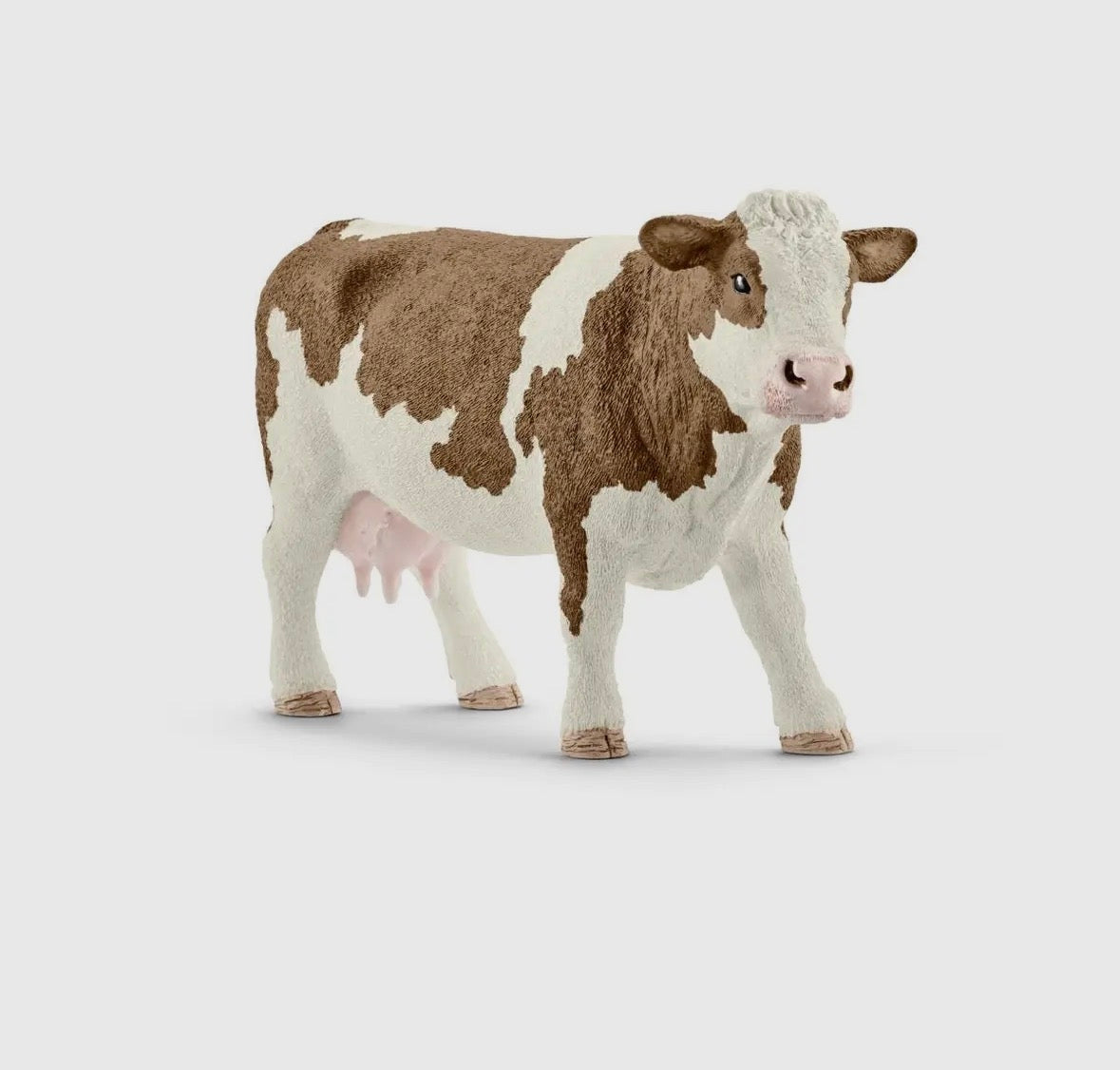 Simmental Cow