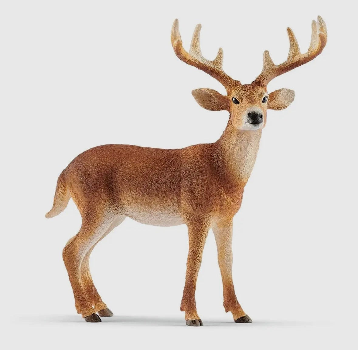 Whitetail Buck