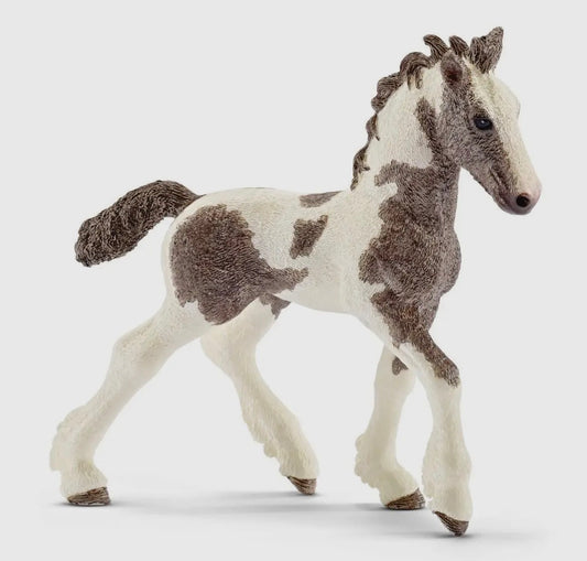 Tinker Foal