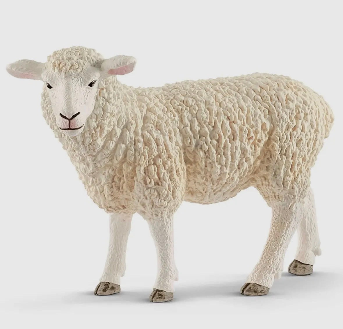 Sheep